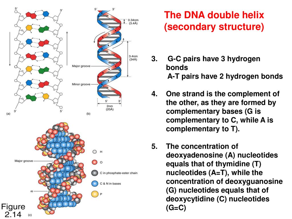 Secondary structure of clearance dna